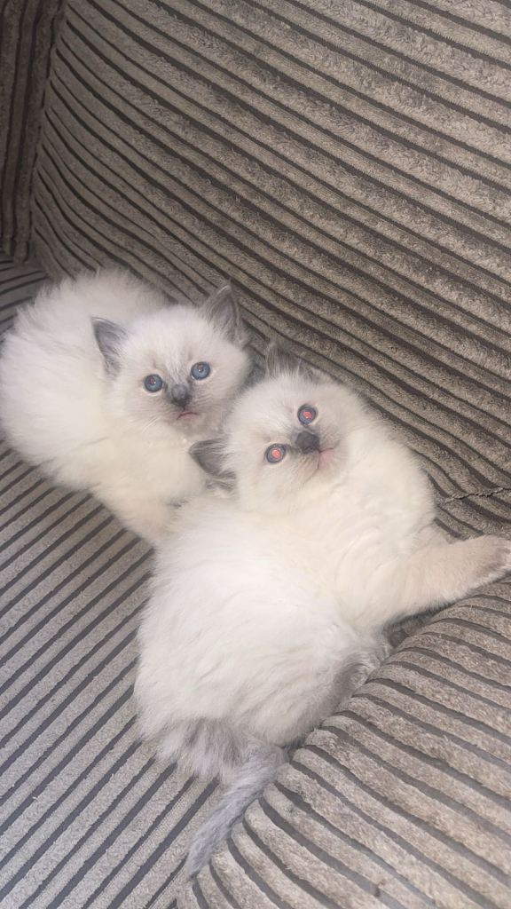 Ragdoll kittens ready to leave now ‼️