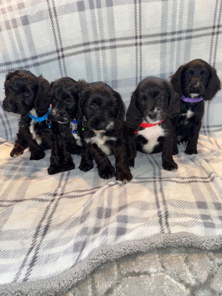1 BOY LEFT REDUCED!! Beautiful Sproodle pups 