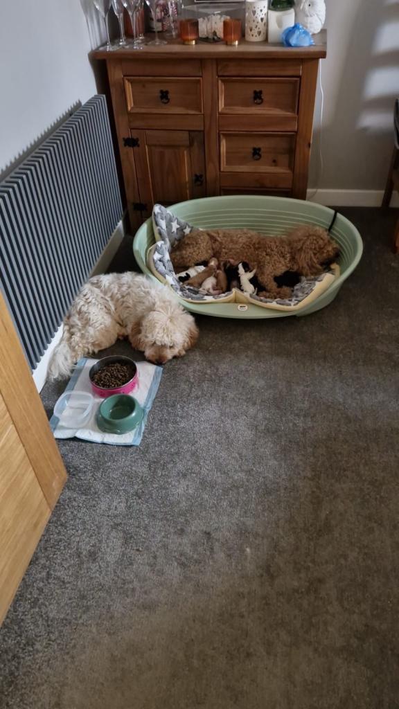 F1 Cockerpoo Puppies