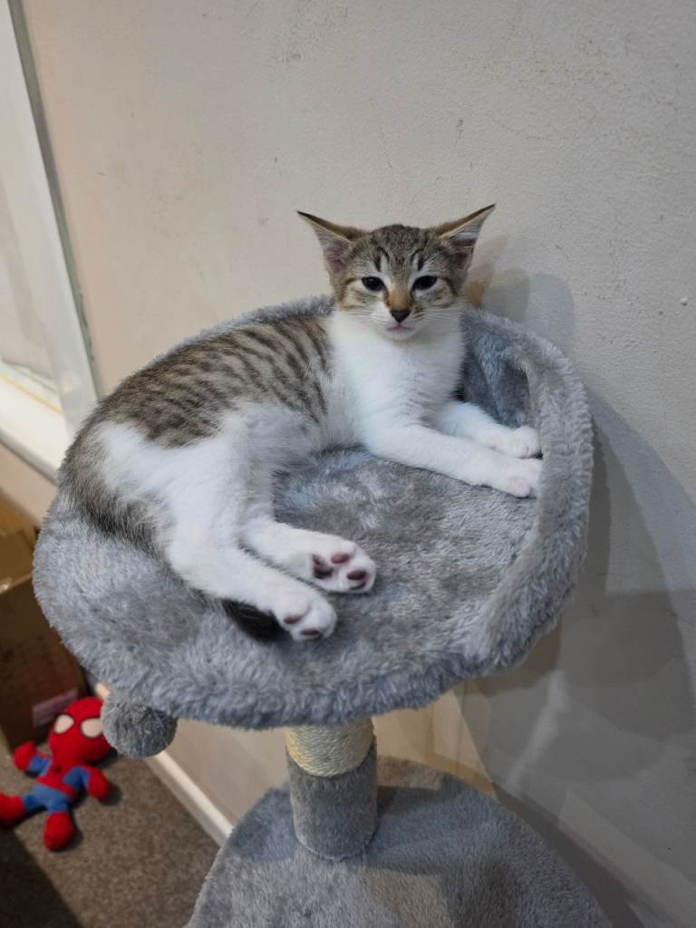 1 mate kitten and 1 female kitten for sale 