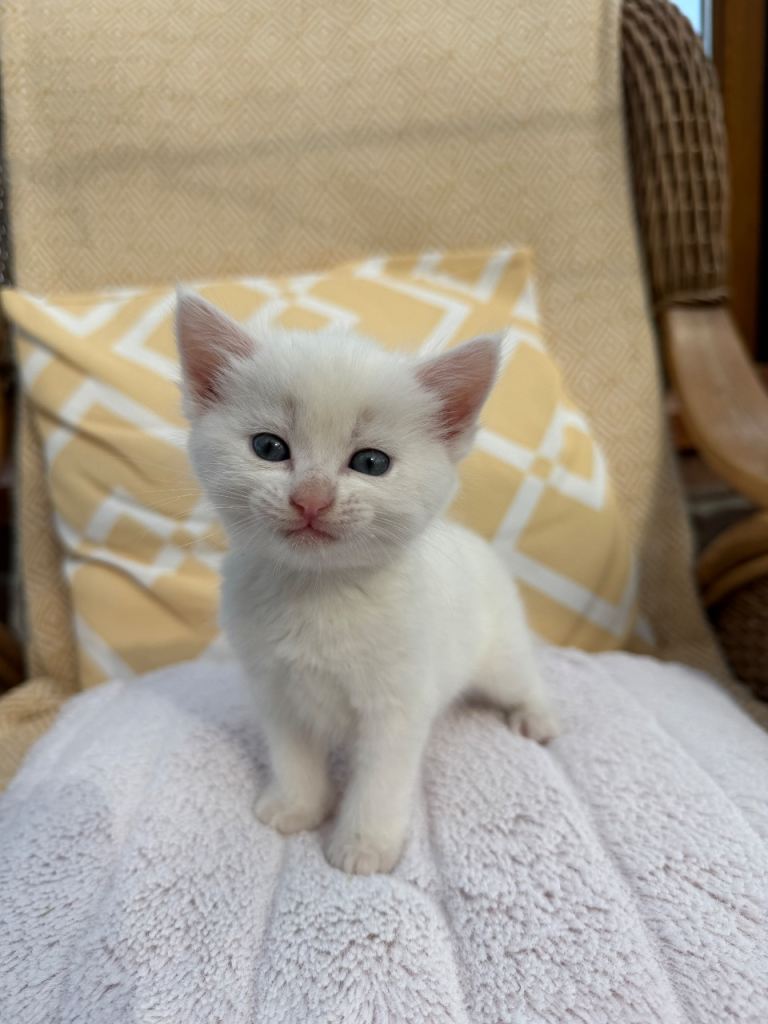 Kittens for sale Carmarthen 