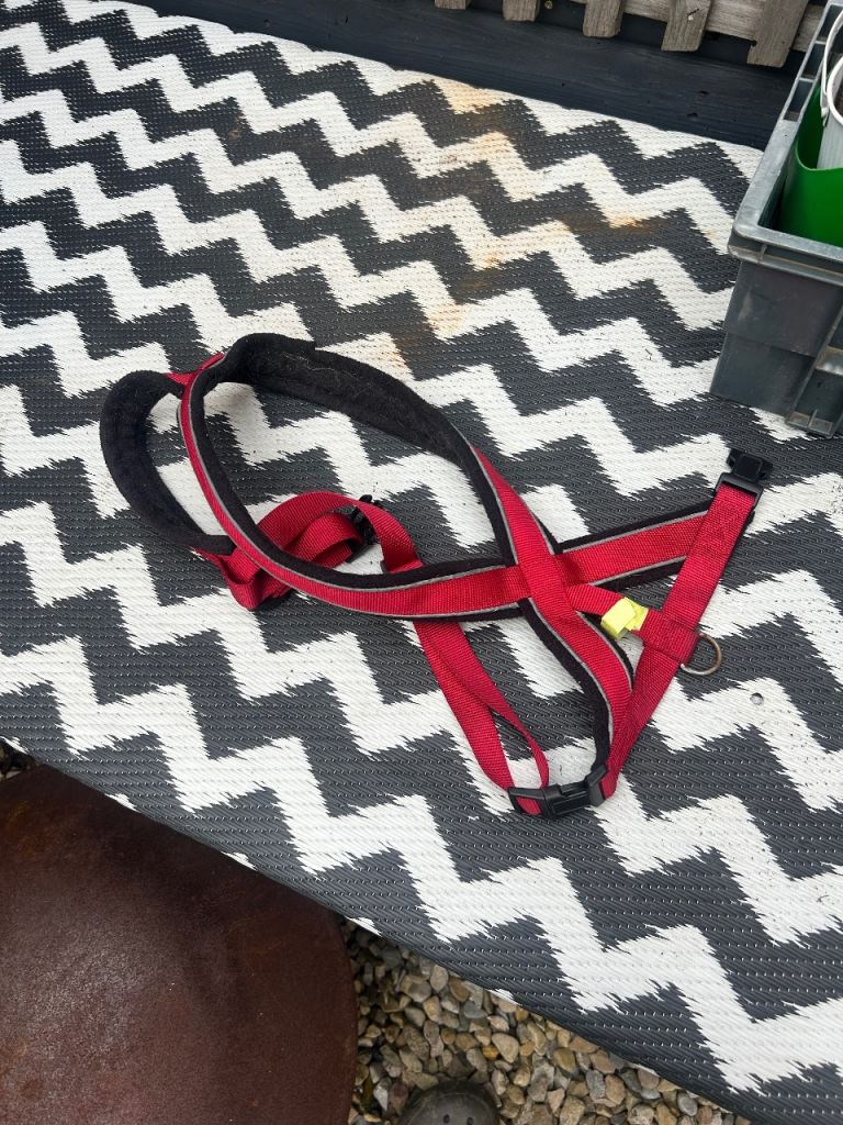 Small dog harness - FREE