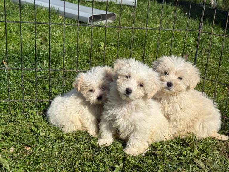 Cotonoodle puppys ready now 