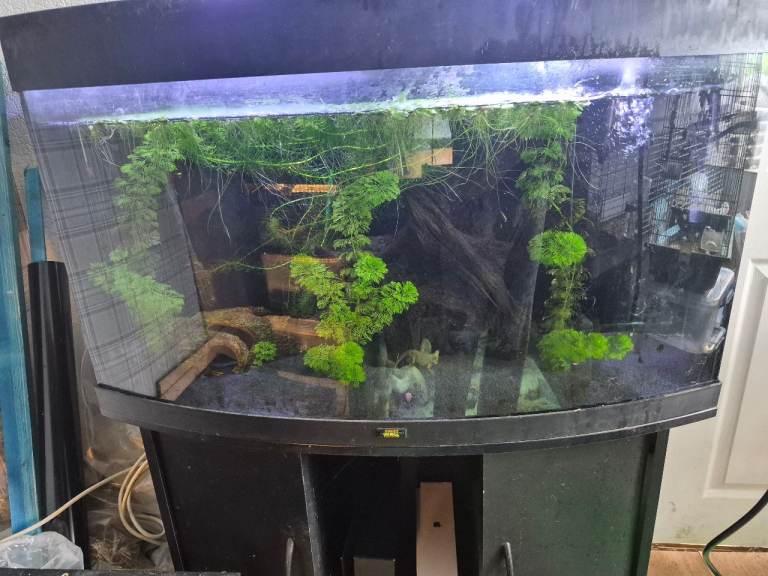 Juwel fish tank 