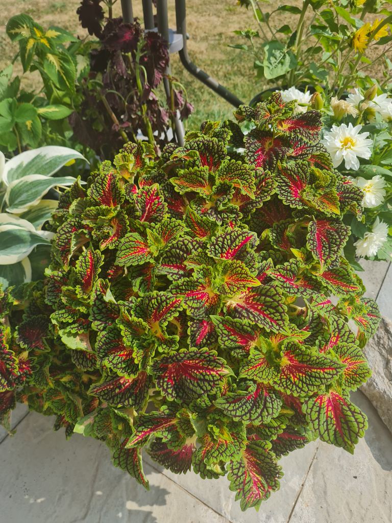 Coleous Vegas Neon - Plants