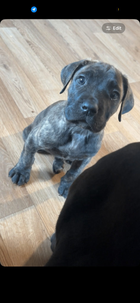 Cane corso