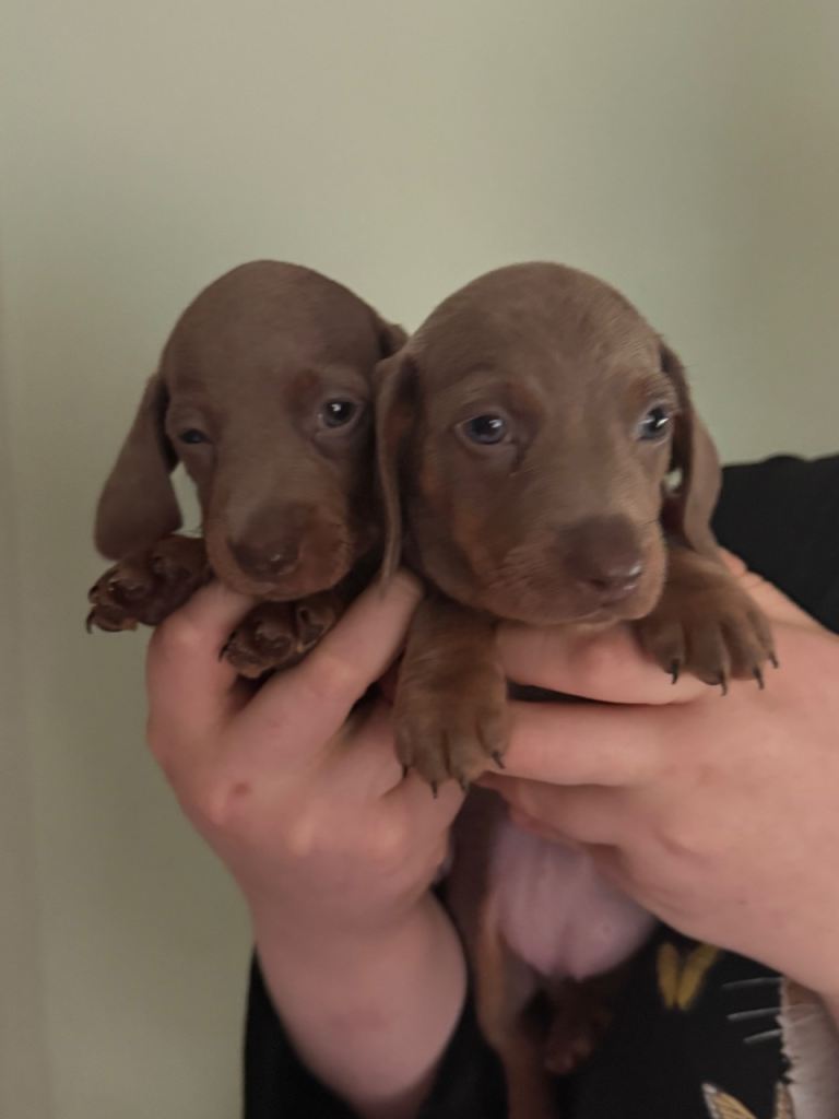 Mini dachshund 