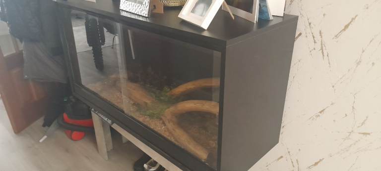 Corn snake  and tank