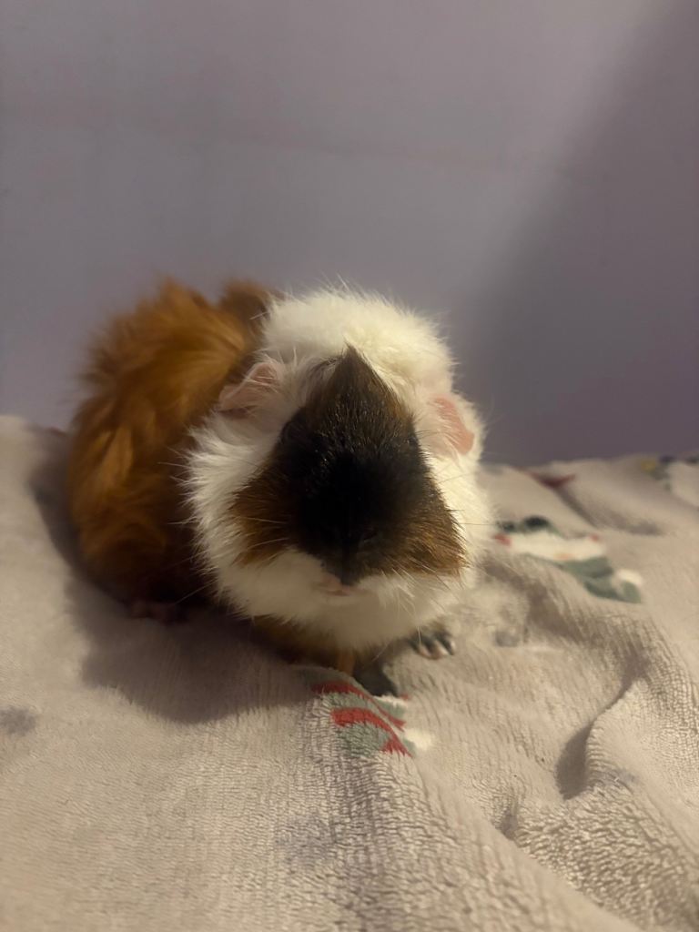Stunning male Guniea pig looking for his forever home 