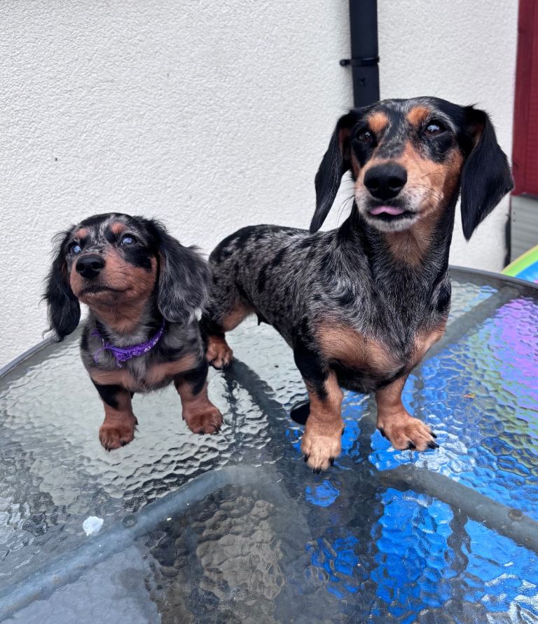 Ready to go silver dapple female. 🐶 