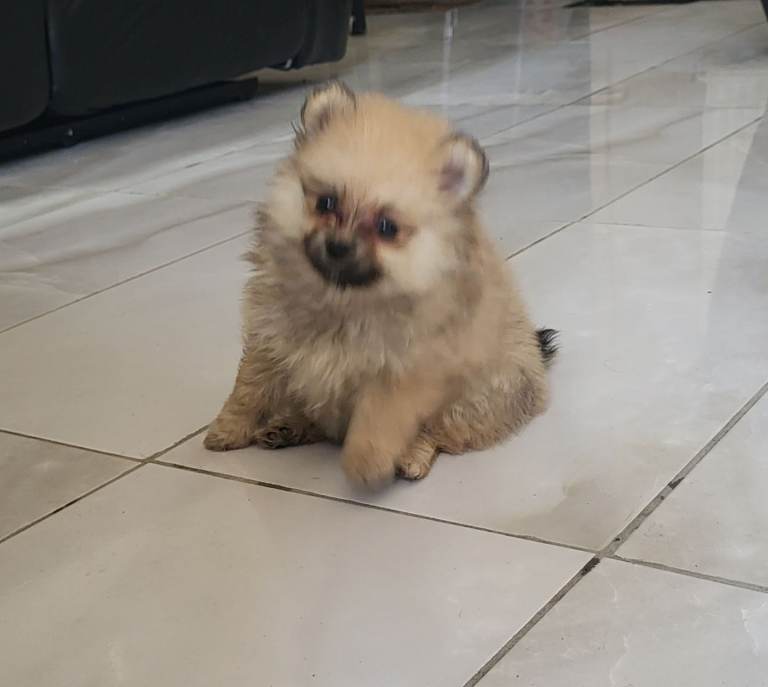 Pomeranian puppies 