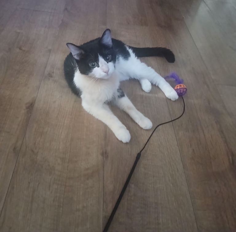Urgent re homing black and white cat 