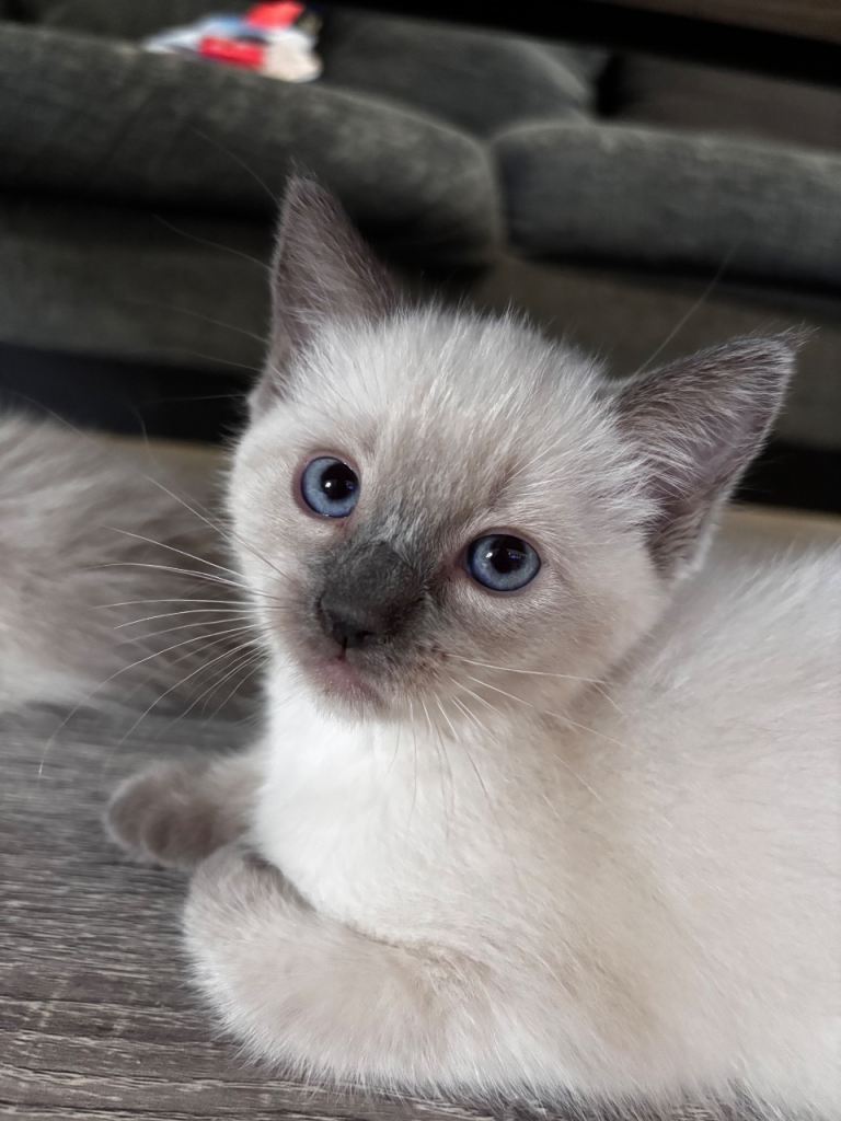 Ragdoll X Russian blue kittens for sale 