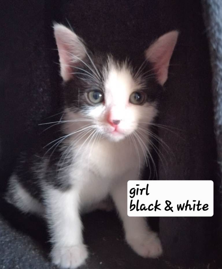 Kittens for sale 