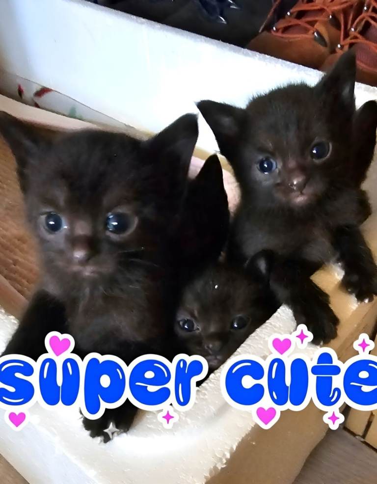 Kittens