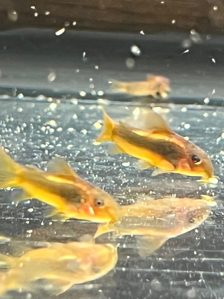 Gold Laser Corys, Pink/Blue Grass Guppy’s, Red Cherry Shrimp - Tropical Fish Collection Only NR2