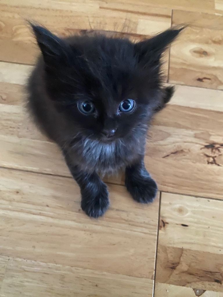 7 British Kittens for sale .  
