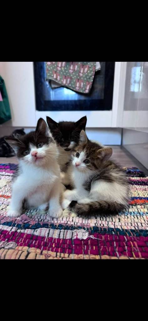 Kitten 