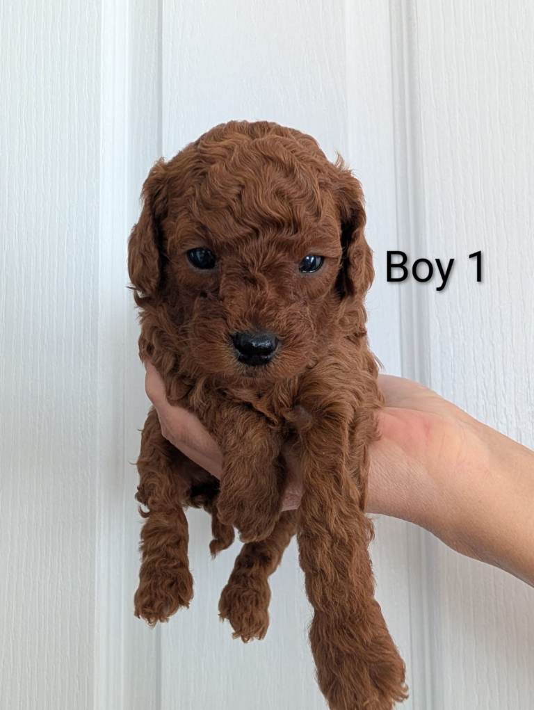 Beautiful Toy Poodle Puppies Looking for Loving Homes