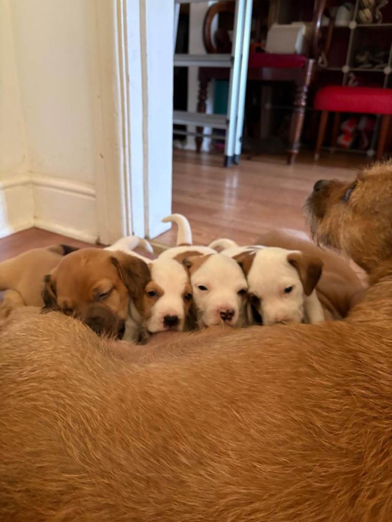 Puppies for sale 