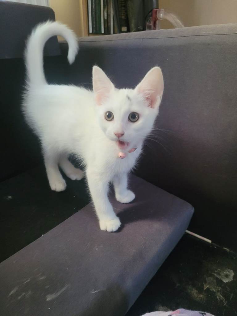 11 week old Turkish angora 