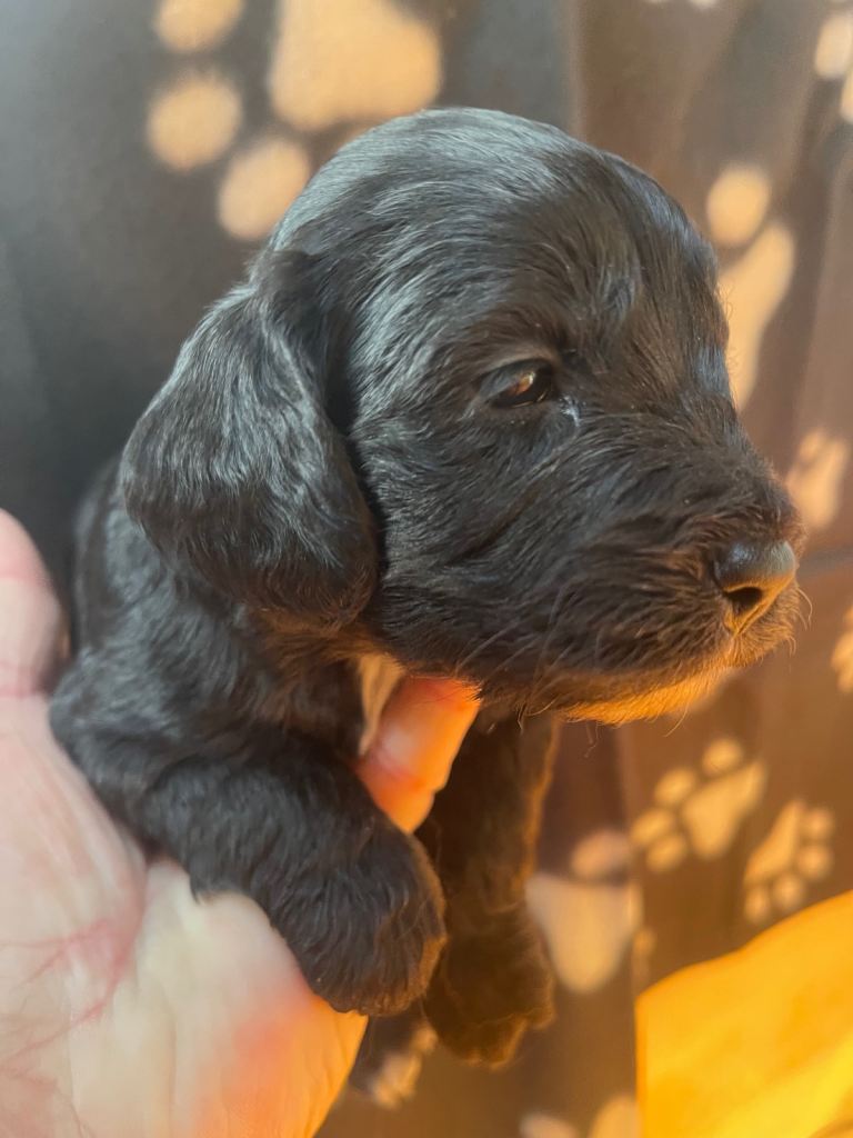 Cockapoo health clear KC parents