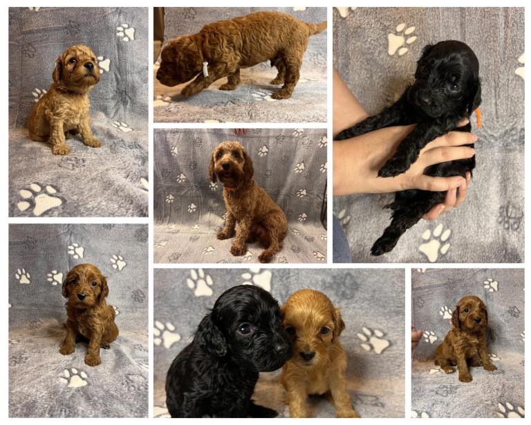 Beautiful Cockapoo Puppies – Born 13th May – Looking for Their Forever Homes