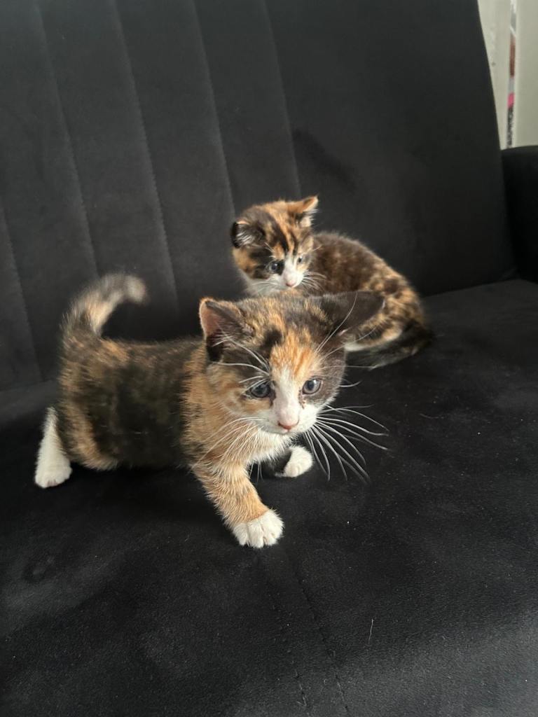 2 female Cute calico Kitten Looking for a Loving family