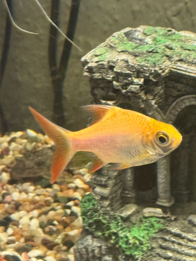 Aquarium fish 