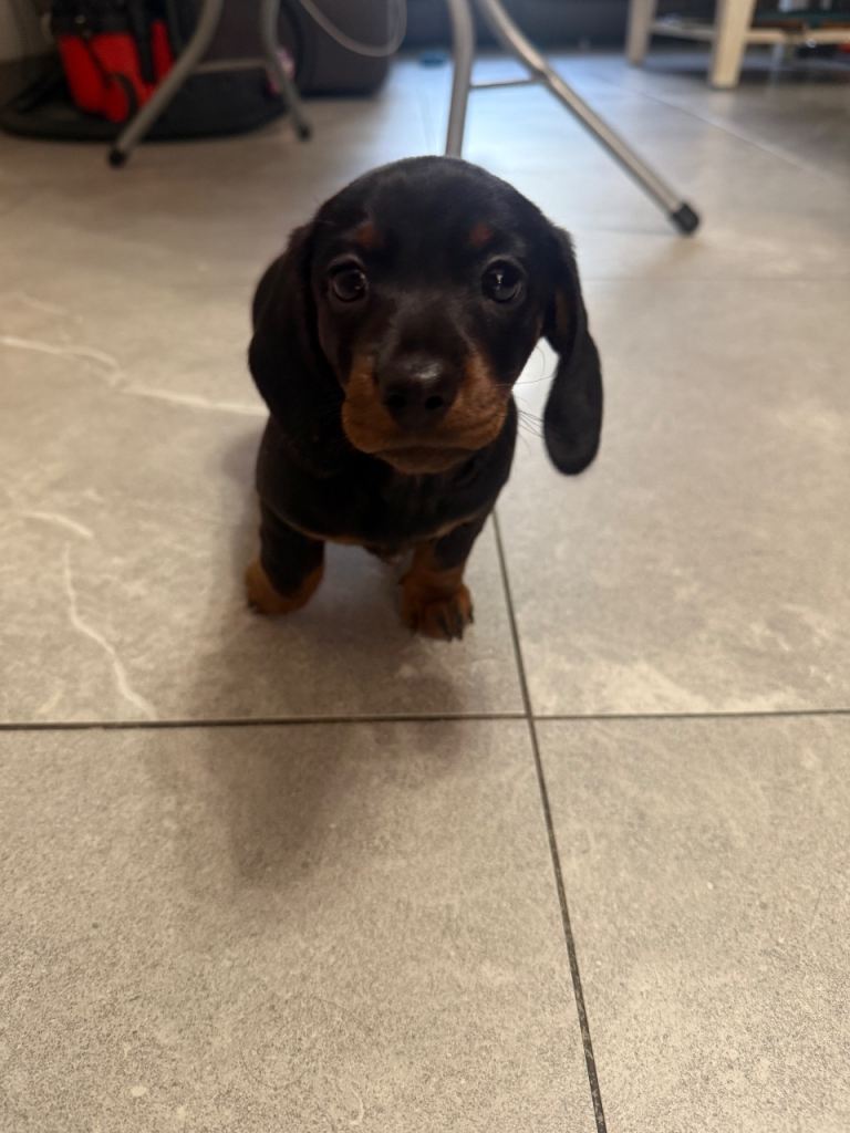 Gorgeous miniature Daschund 