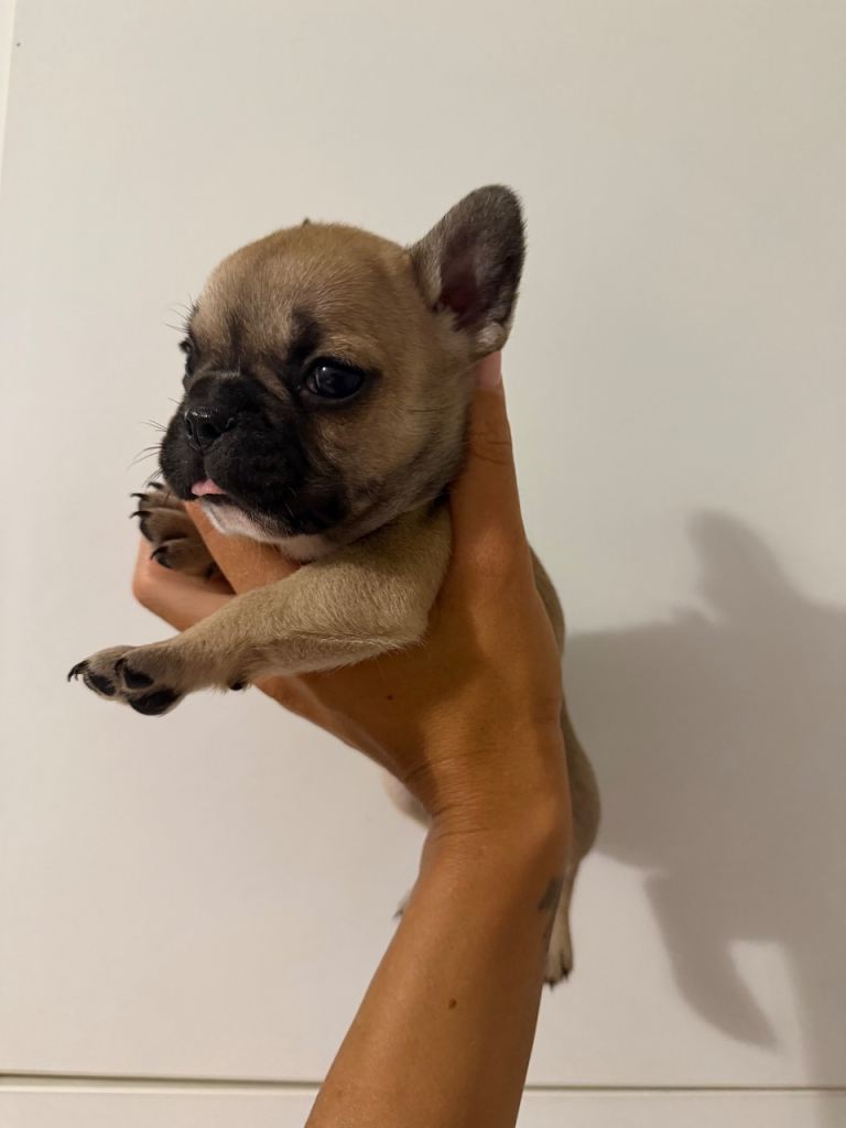 Male French bulldog puppies 