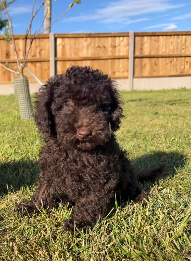 Fully Vaccinated Cockapoo Female Puppy 