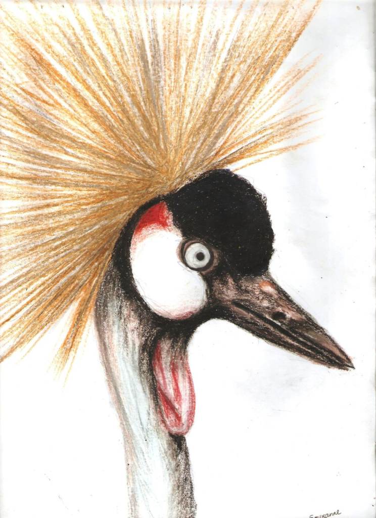 Wildlife and animal portraits