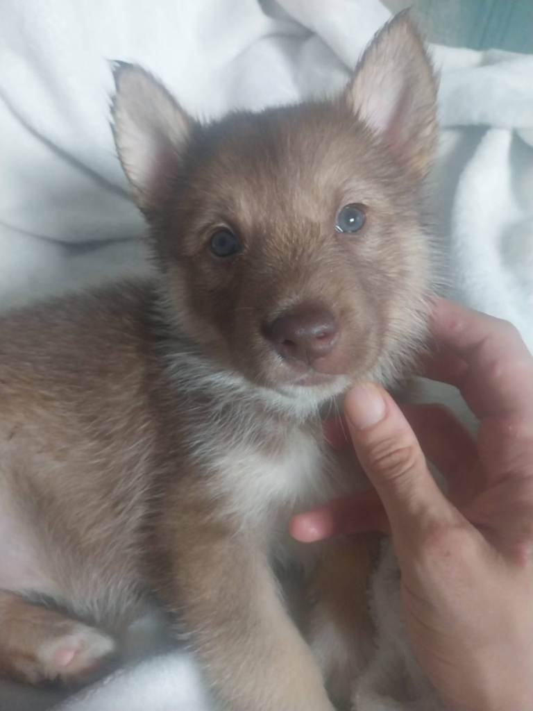 🐶🐶4 shollie husky puppies🐶🐶
