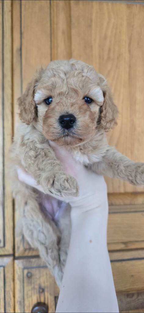 Cavapoo Puppies *2 Available*