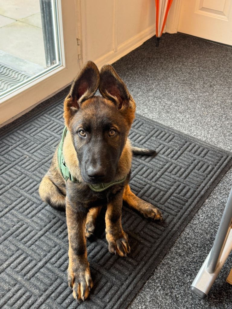 KC Registered German Shepherd Puppies Champion Line