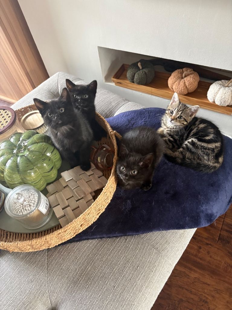 🐾 4 Gorgeous Kittens Looking for Their Forever Homes 🐾