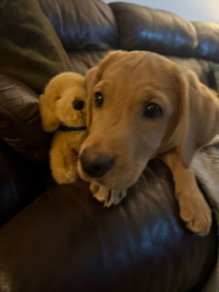 Labrador 7 months old pedigree and KC reg