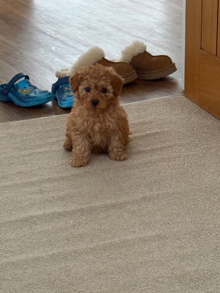 Teddy bear Maltipoo puppy