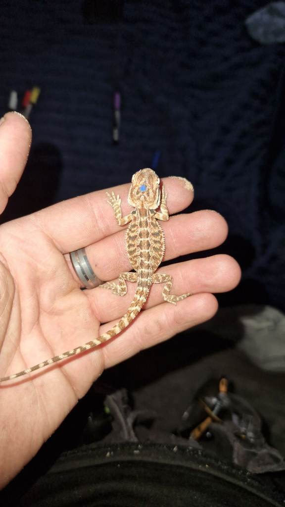 Bearded dragons for sale 