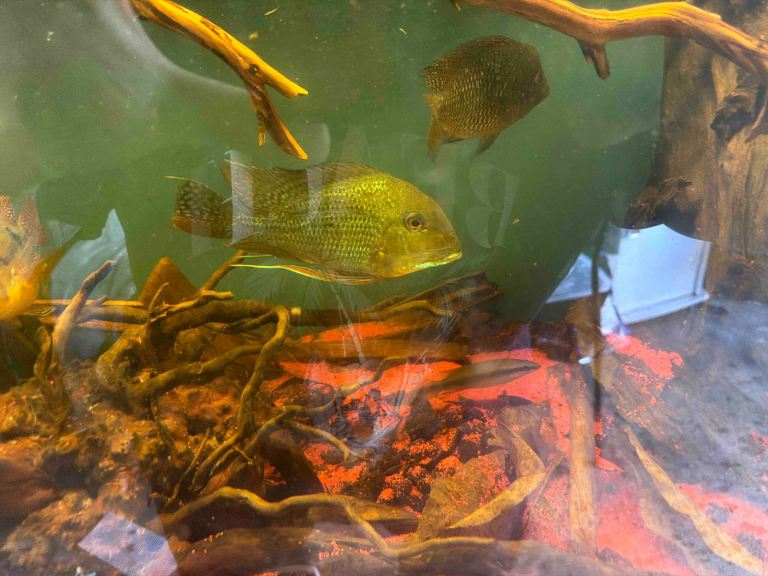 Geophagus alfitron 7-8 inch plus more rare corys and guppies