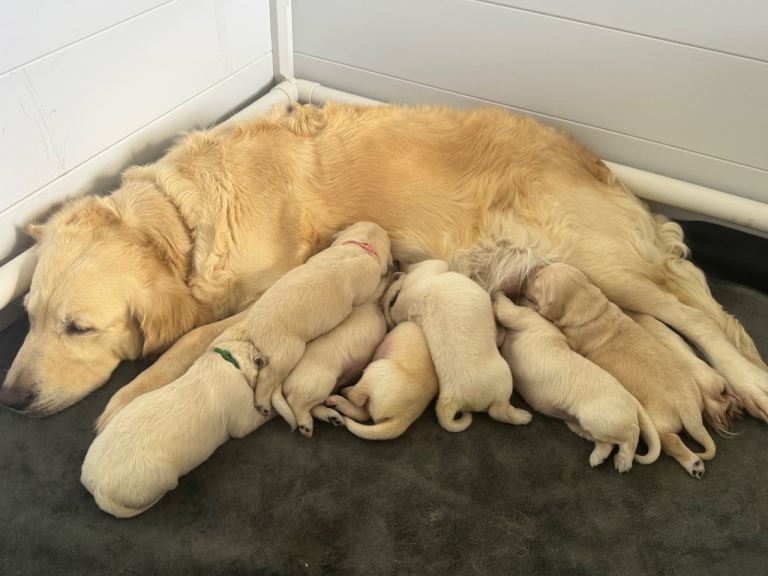 K.C golden retriever puppies