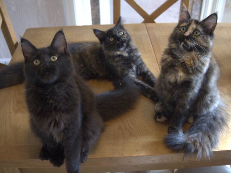 3 maine coon kittens in Bury 
