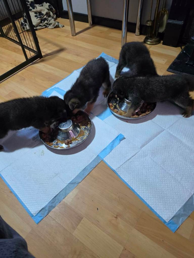 German shepherd puppies