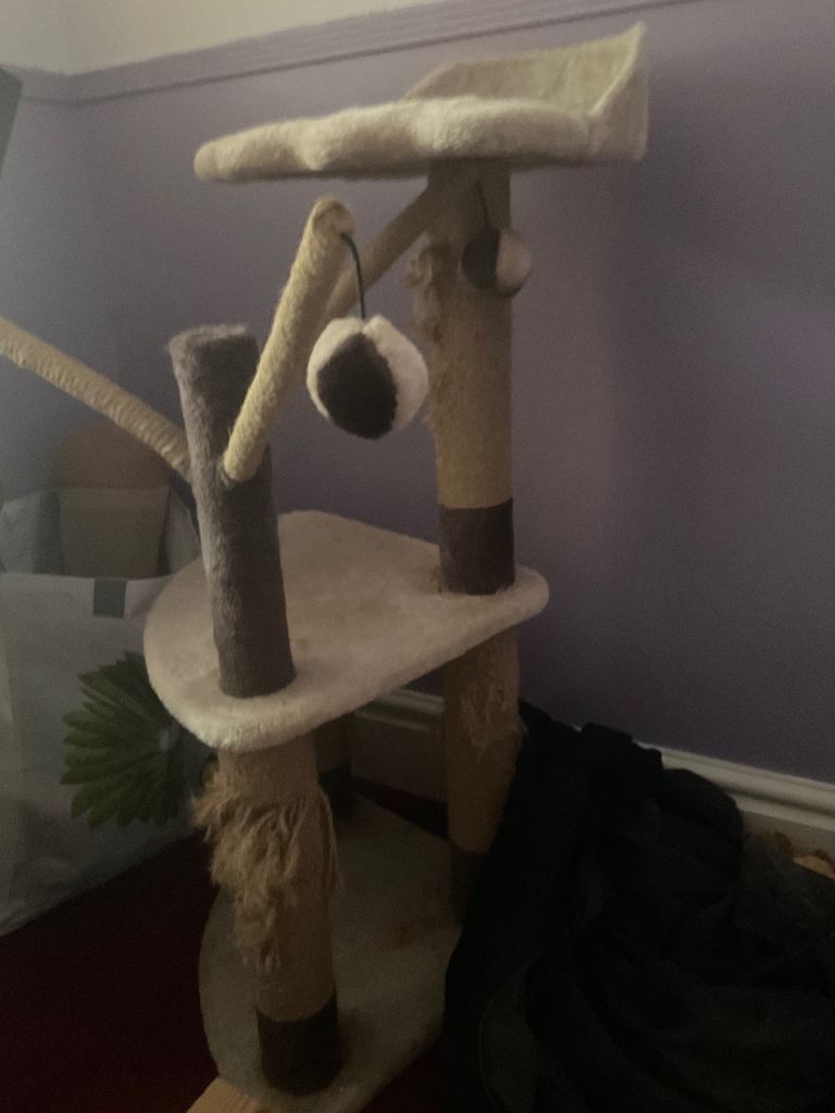 Cat climbing tree