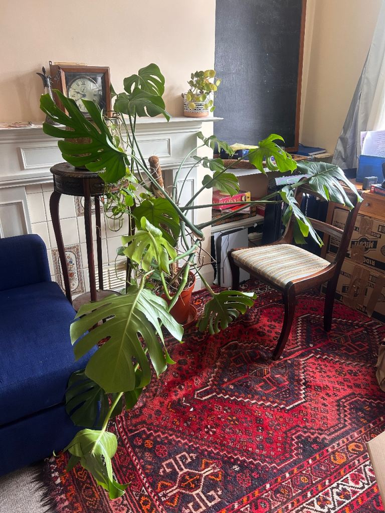 magnificent Monstera deliciosa