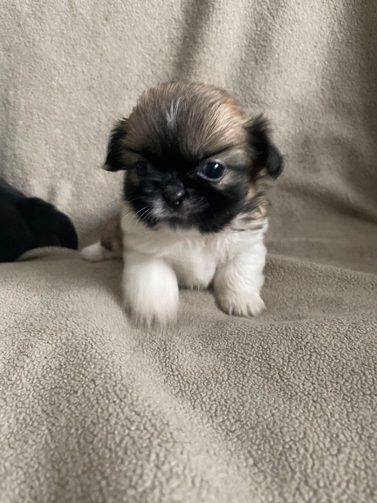 KC pedigree Shihtzu puppies for sale Karashishi Imperial lines