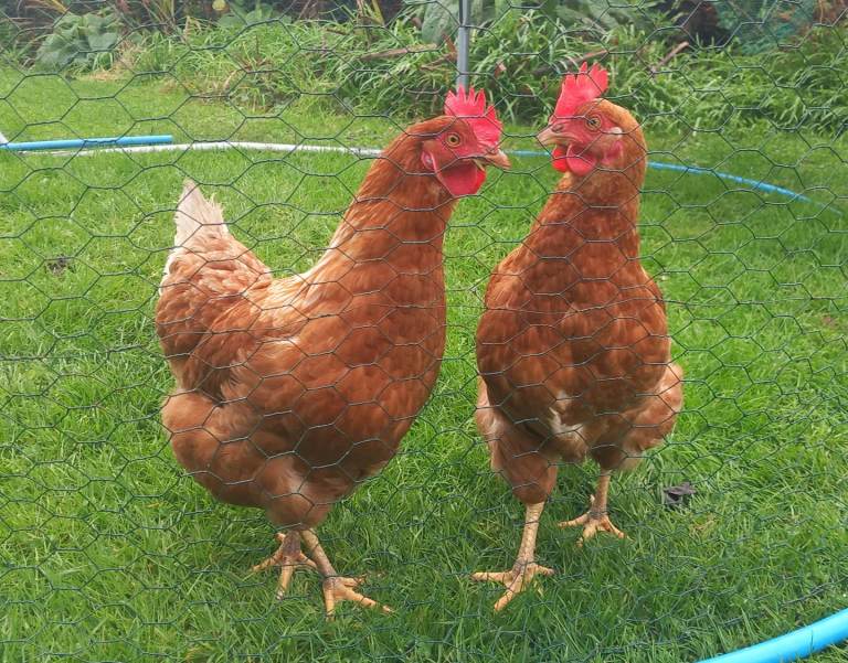 2 laying hens