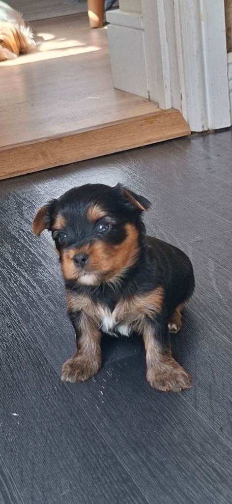 Yorkshire terrier puppies 