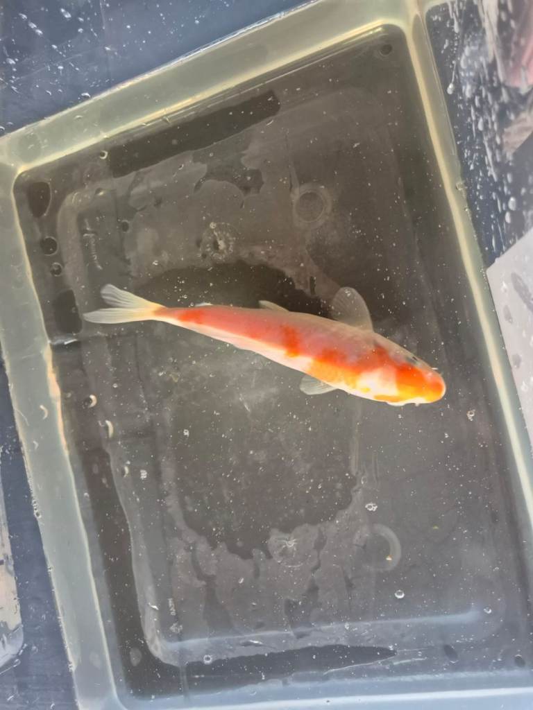 Japanese koi
